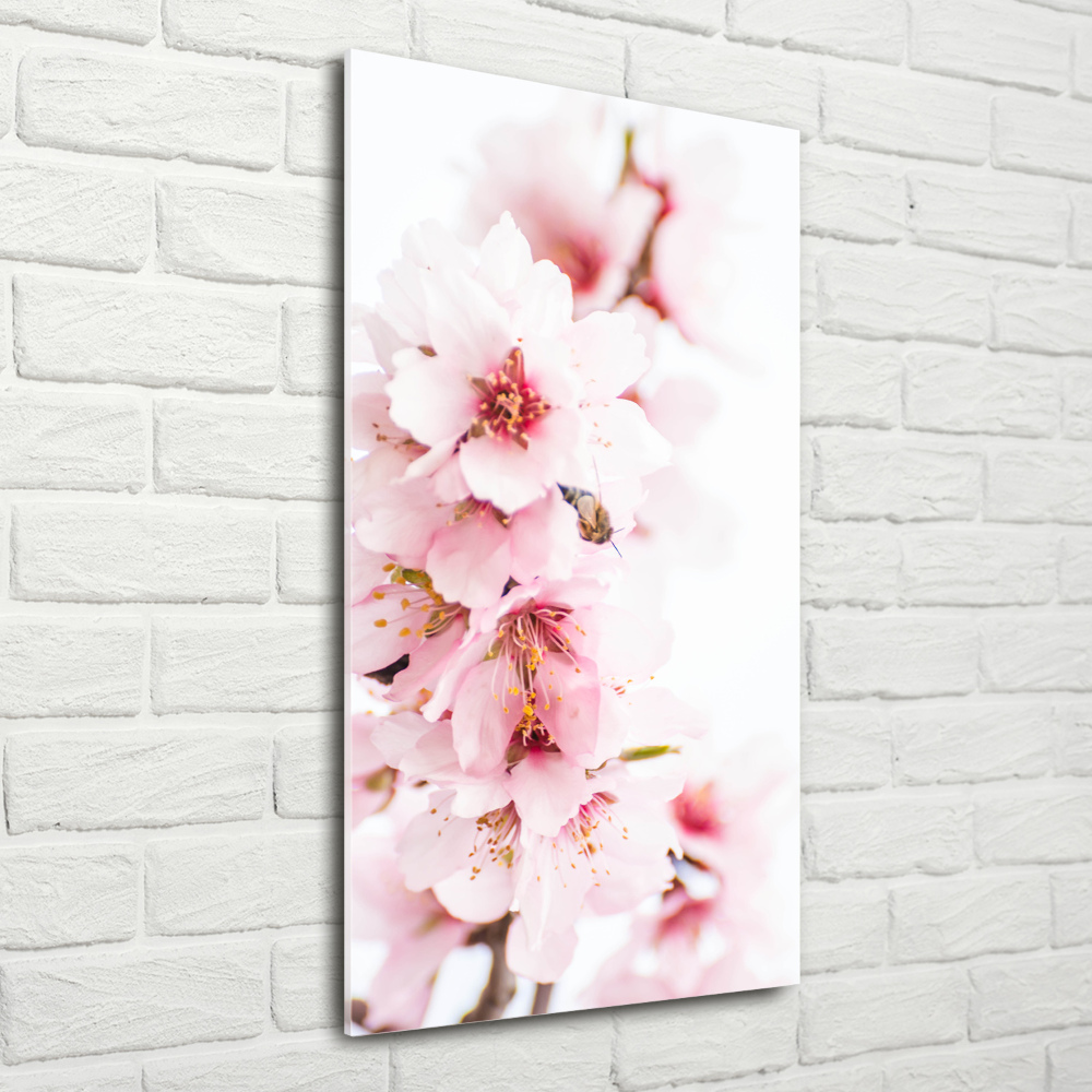 Foto obraz na szkle pionowy Kwiaty migdałowca