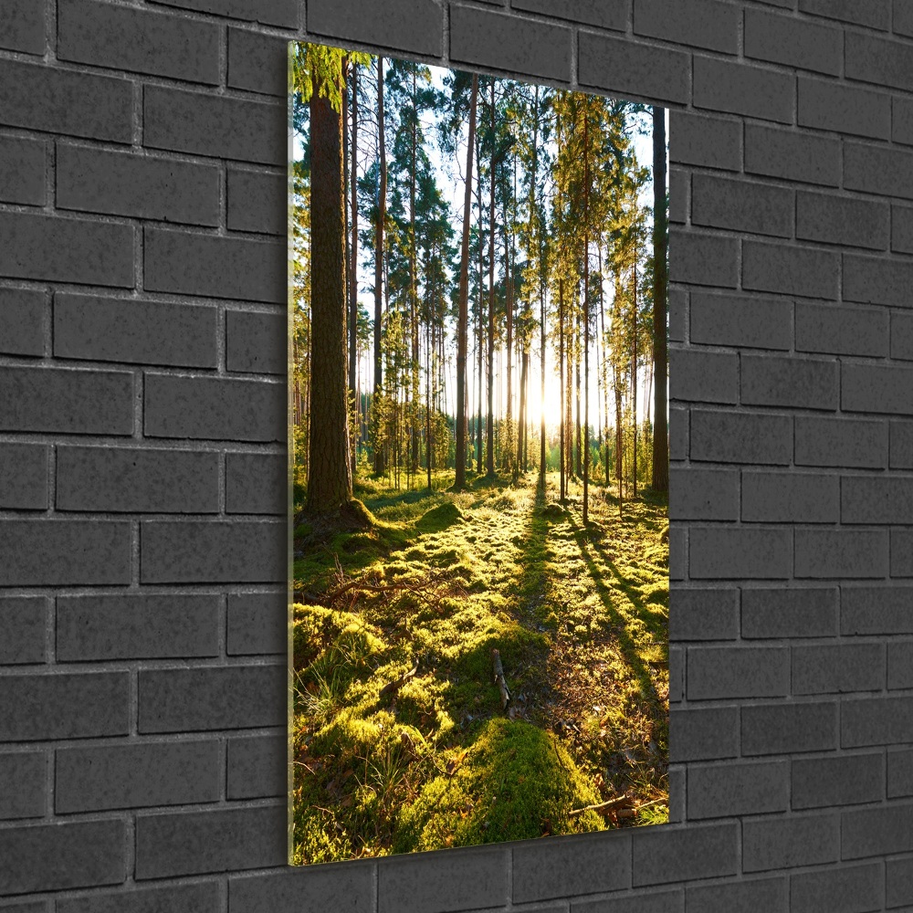 Foto obraz szkło hartowane pionowy Las sosnowy