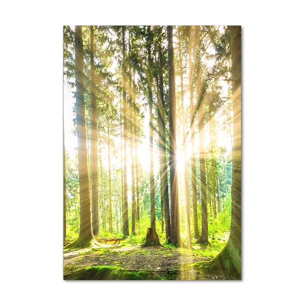 Foto obraz zdjęcie na szkle pionowy Słońce w lesie