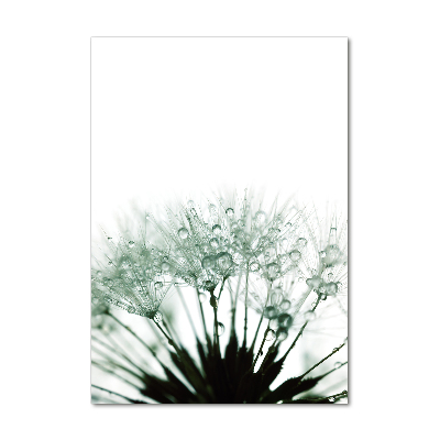 Foto obraz na szkle pionowy Nasiona dmuchawca