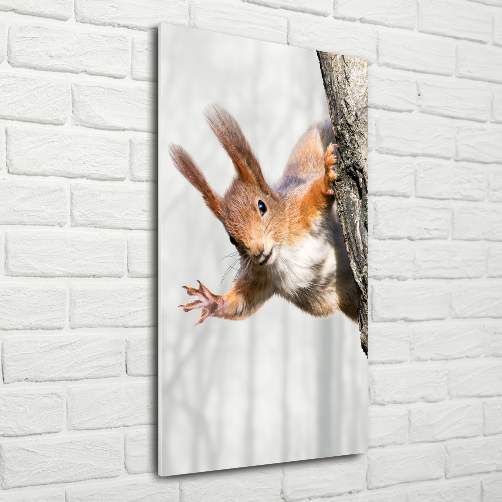 Foto obraz na szkle pionowy Wiewiórka na drzewie