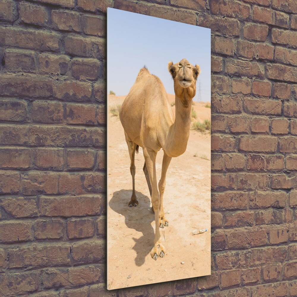 Foto obraz na szkle pionowy Wielbłąd na pustyni