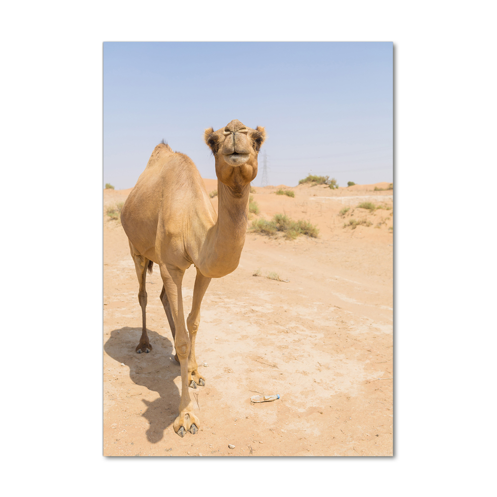 Foto obraz na szkle pionowy Wielbłąd na pustyni