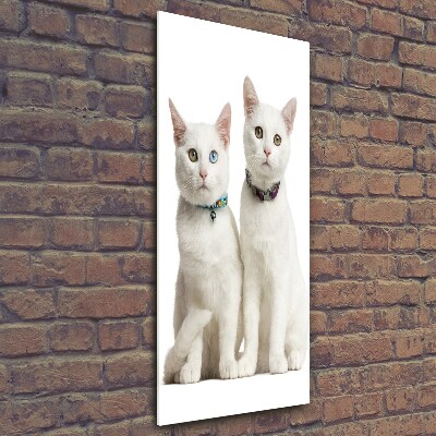 Foto obraz zdjęcie na szkle pionowy Dwa białe koty