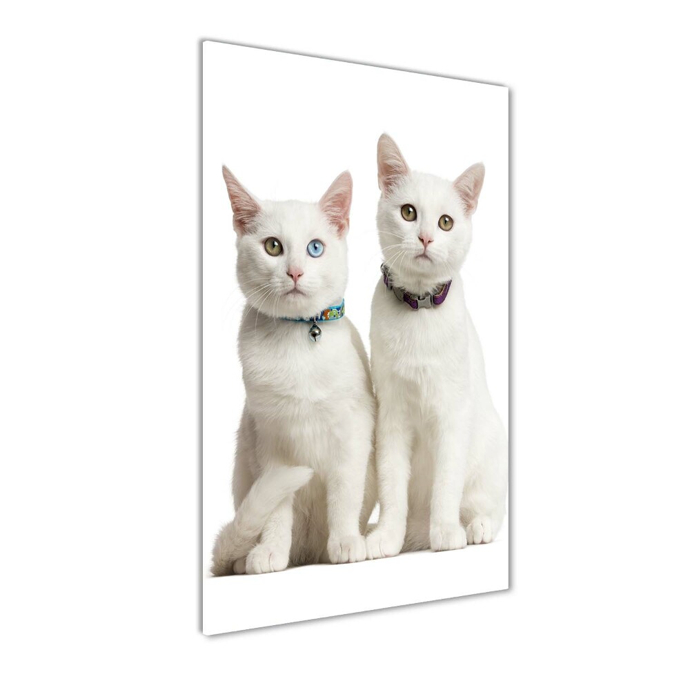 Foto obraz zdjęcie na szkle pionowy Dwa białe koty
