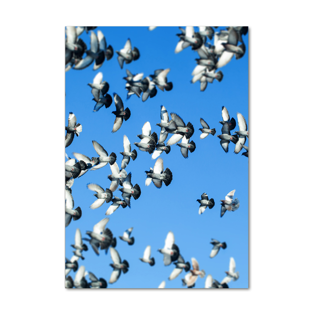 Foto obraz na szkle pionowy Gołębie na niebie