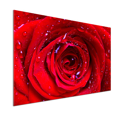 Panel dekor szkło Kwiat róży