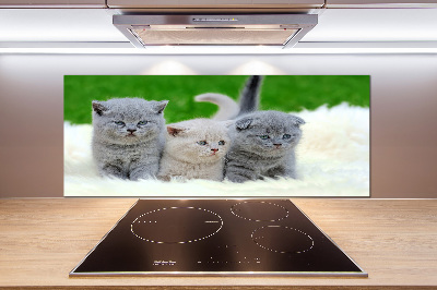 Panel do kuchni Trzy koty na kocu