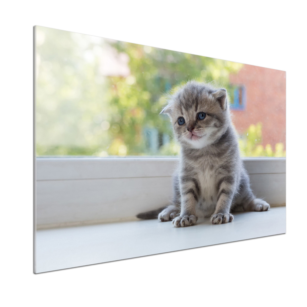 Panel lacobel Mały kot przy oknie
