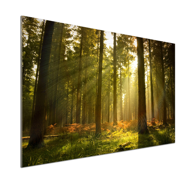 Panel dekor szkło Las w słońcu