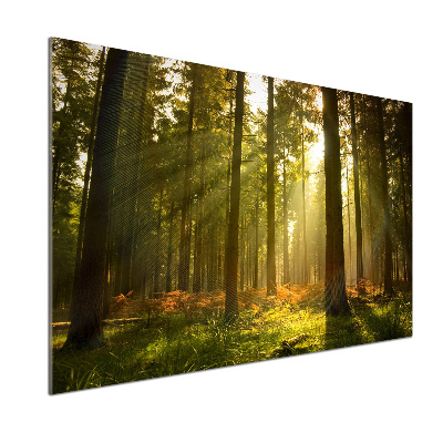 Panel dekor szkło Las w słońcu