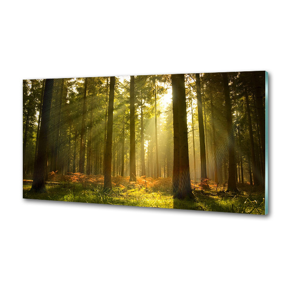 Panel dekor szkło Las w słońcu