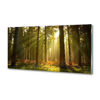 Panel dekor szkło Las w słońcu