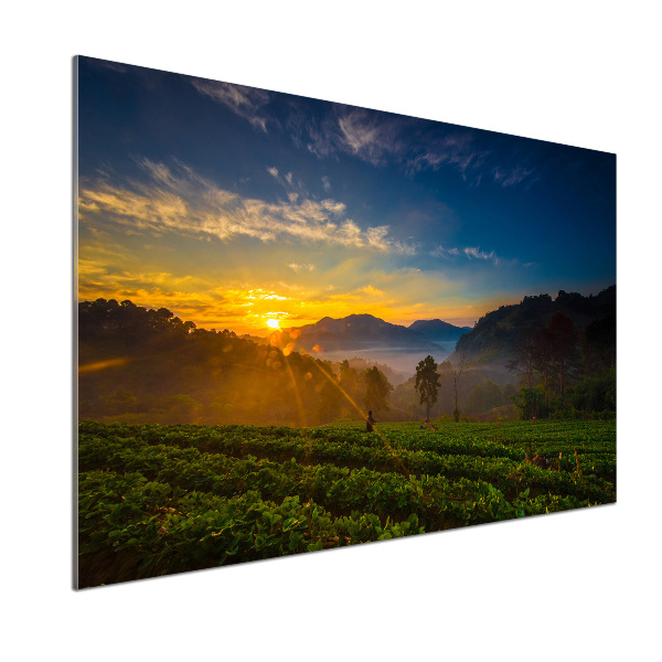 Panel do kuchni Plantacja herbaty