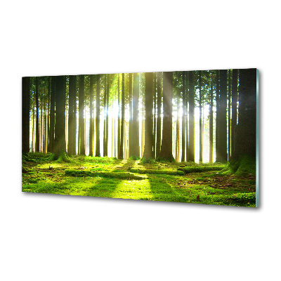 Panel dekor szkło Las w słońcu