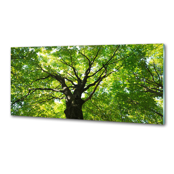 Panel dekor szkło Zielony las