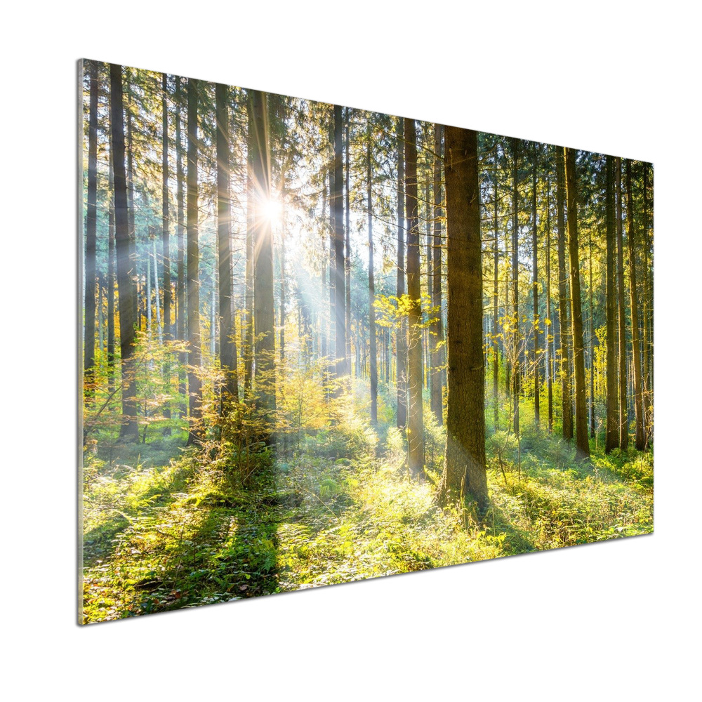 Panel dekor szkło Las w słońcu