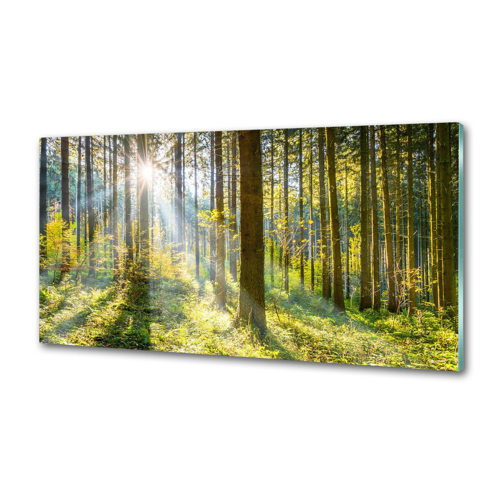 Panel dekor szkło Las w słońcu