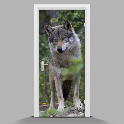 Naklejka fototapeta na drzwi Dostojny wilk